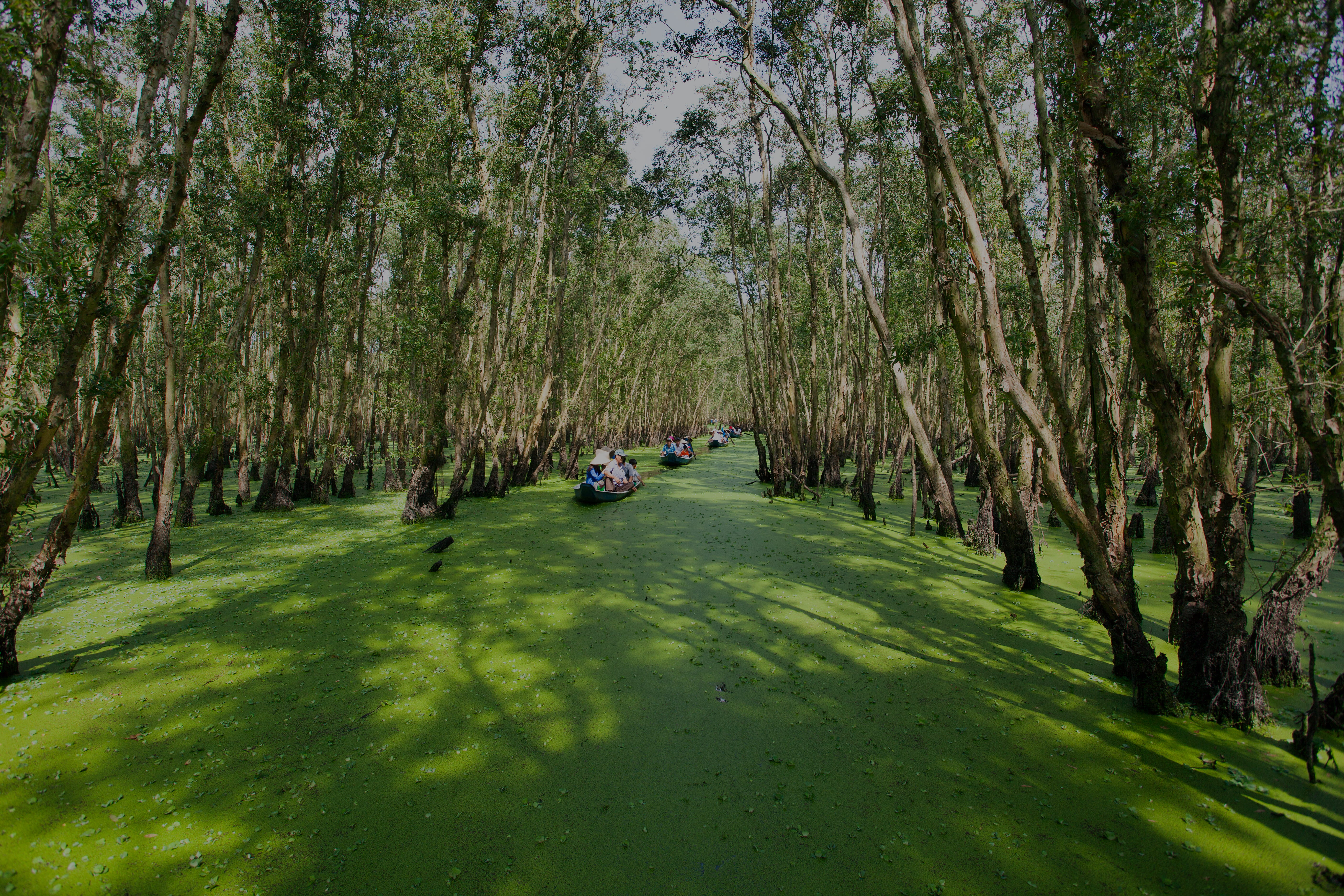 Tra Su Cajuput Forest